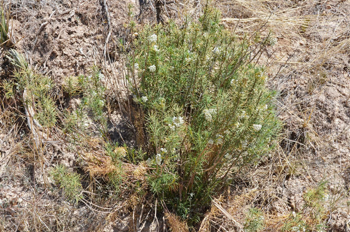 Asclepias linaria, Pineneedle Milkweed